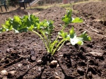 Kale starter plant
