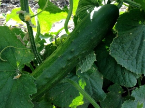 garden cucumbers